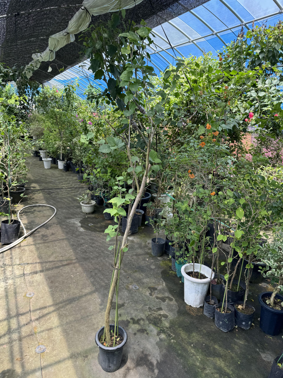 イエロー系品種のブーゲンビレア（ビリア） - nangokunomori.com