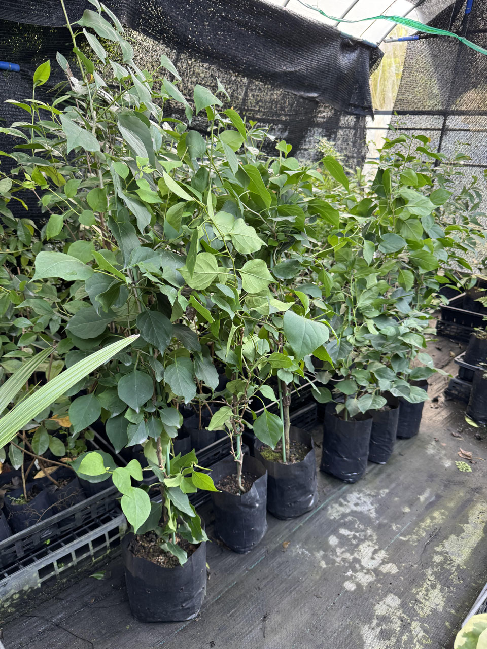 ブーゲンビリア 覆色系品種のブーゲンビレア（ビリア） - nangokunomori.com