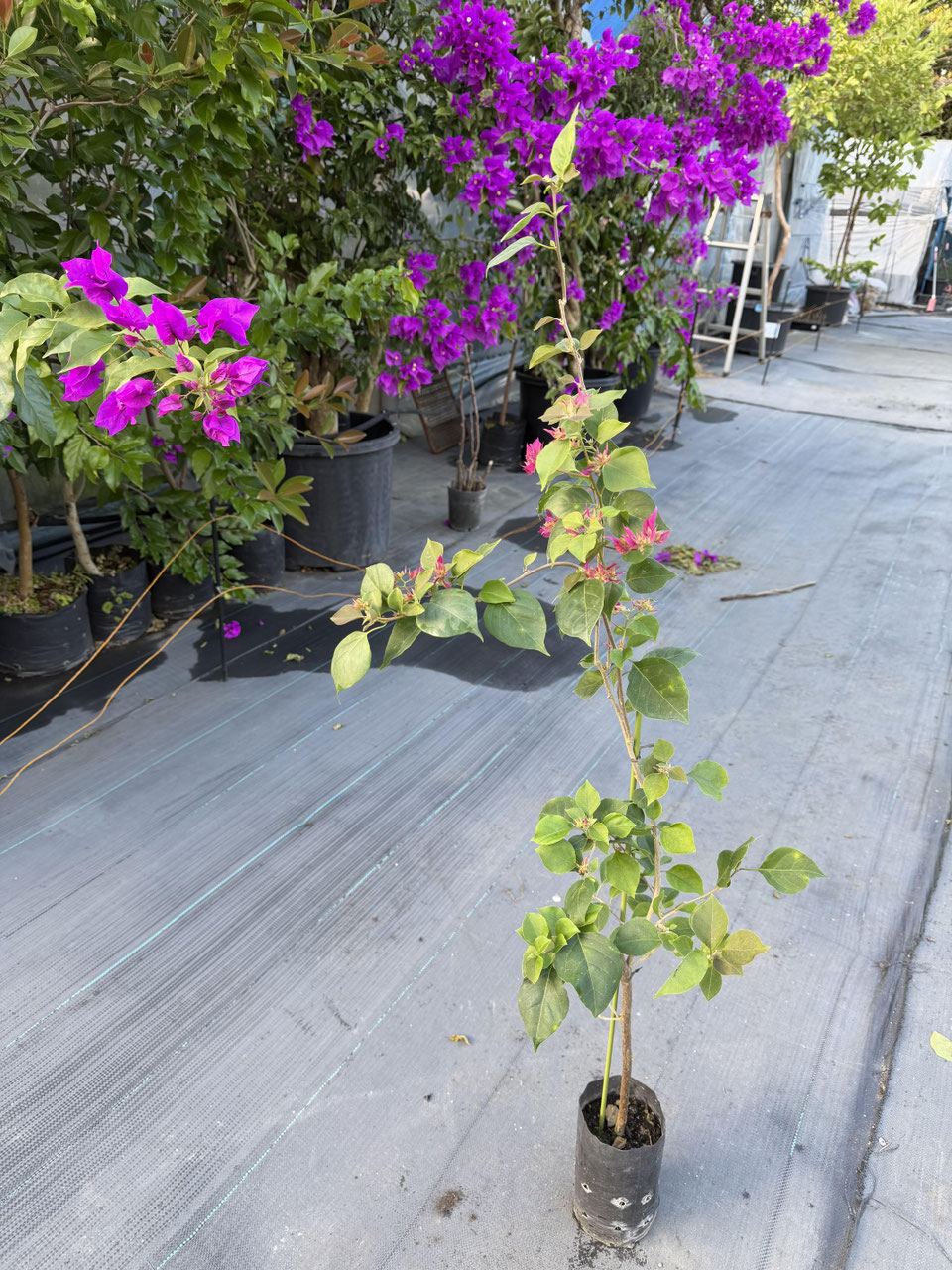 八重咲系品種のブーゲンビレア（ビリア） - nangokunomori.com