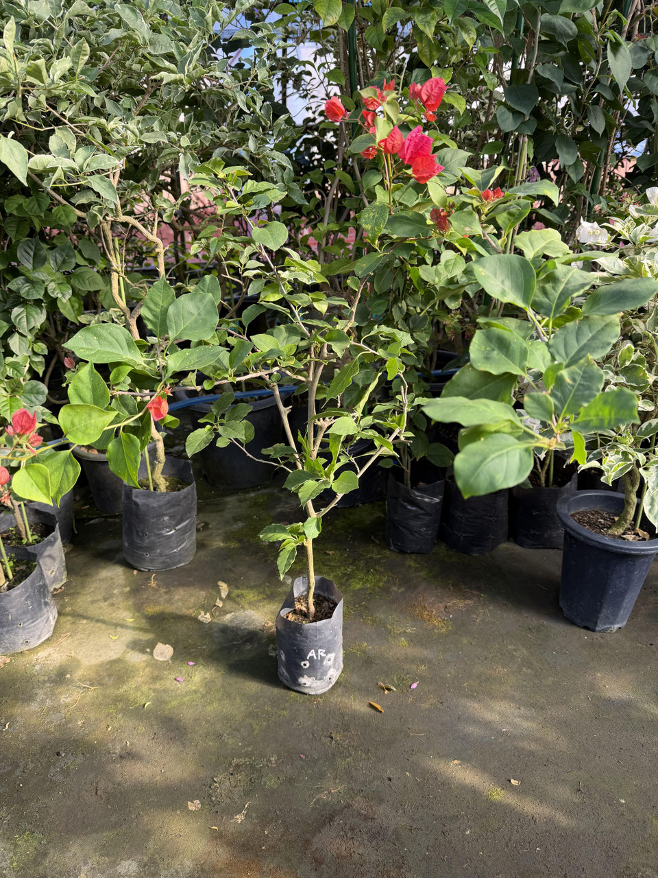 レッド系品種のブーゲンビレア（ビリア） - nangokunomori.com