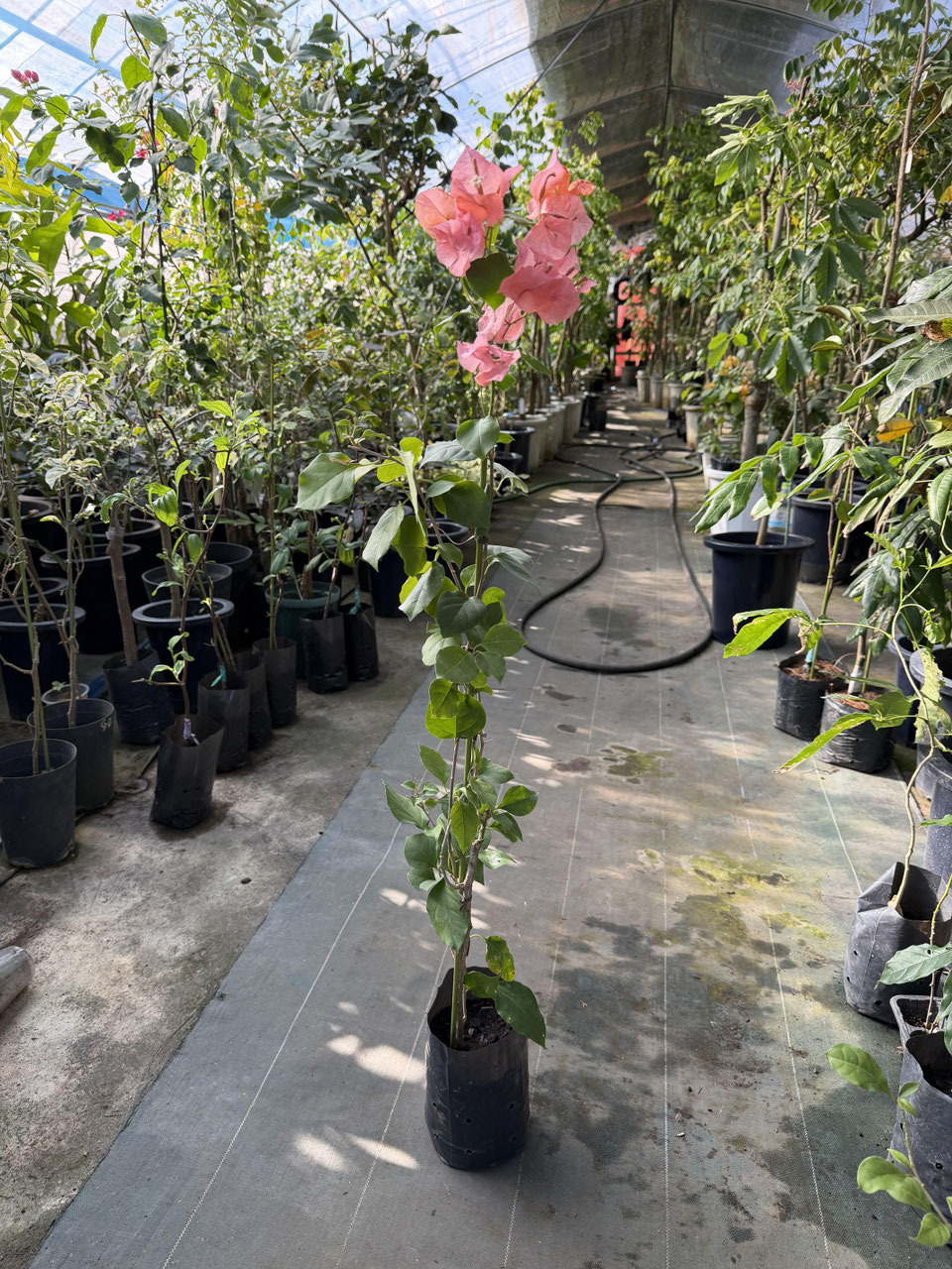 オレンジ系統品種のブーゲンビレア - nangokunomori.com