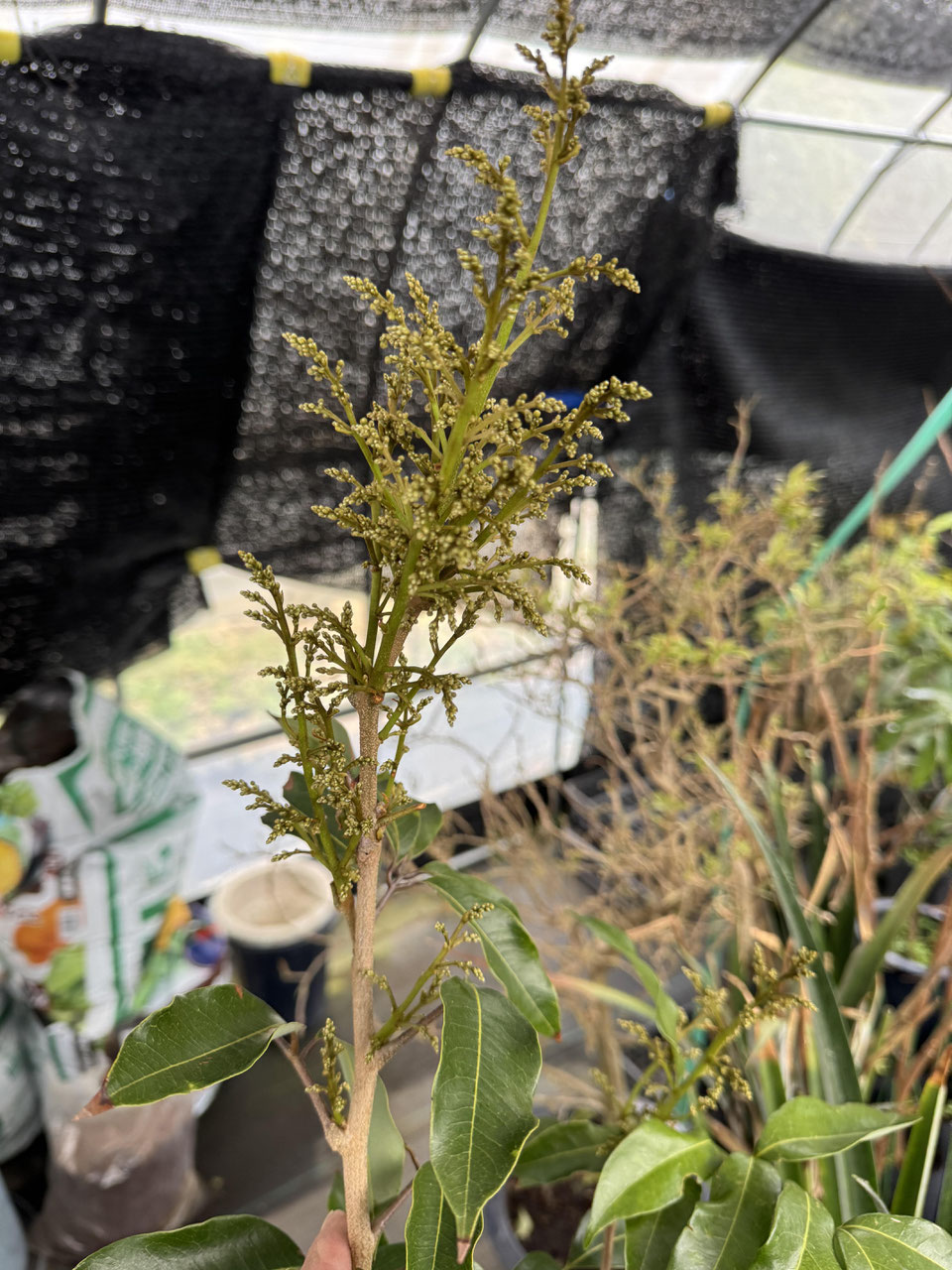 花付き！特大 ライチ取木苗木 レイシ 　台湾玉荷苞　改良品種プリンセスの笑顔 特大 花付きライチ取木苗木 レイシ 枝 台湾玉荷苞プリンセスの笑顔