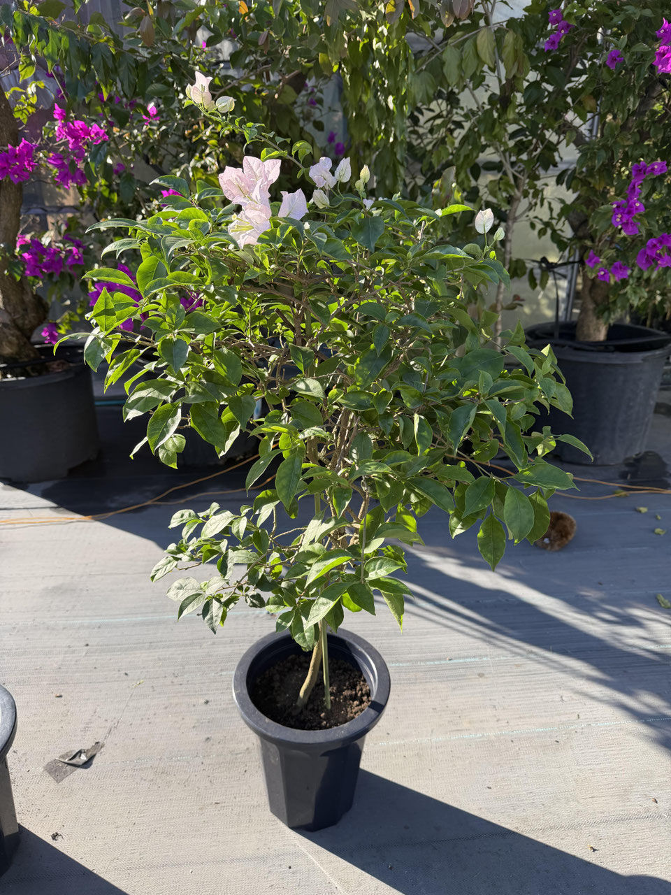 ブーゲンビリア② 覆色系品種のブーゲンビレア（ビリア） - nangokunomori.com