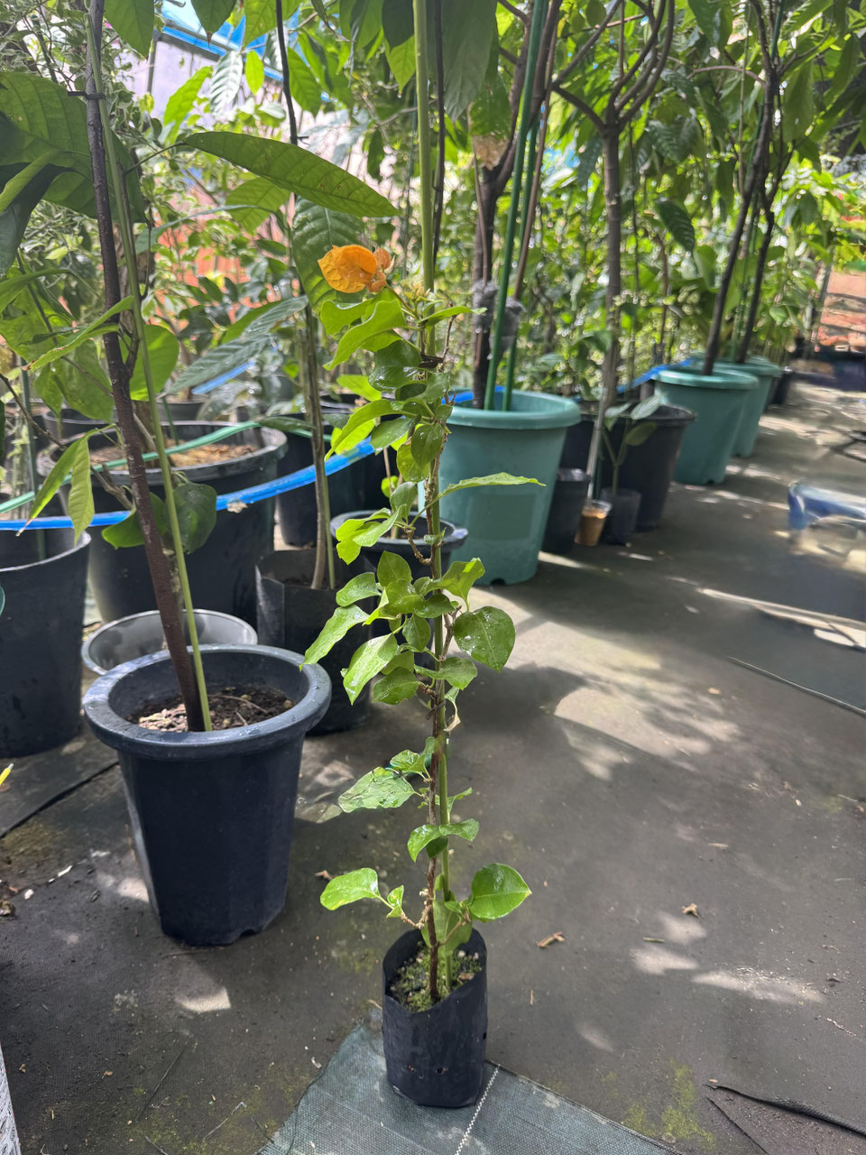 希少　ブーゲンビリア イエロー系品種のブーゲンビレア（ビリア） - nangokunomori.com