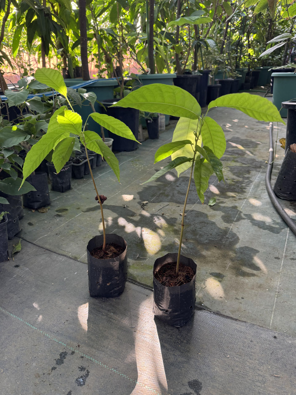 1.5mサイズ特大カカオの木 フォラステロ種 CACAO カカオ果実の成る木 - nangokunomori.com