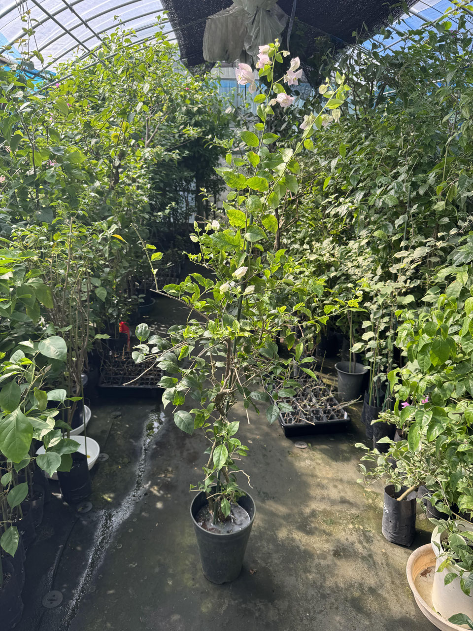 覆色系品種のブーゲンビレア（ビリア） - nangokunomori.com