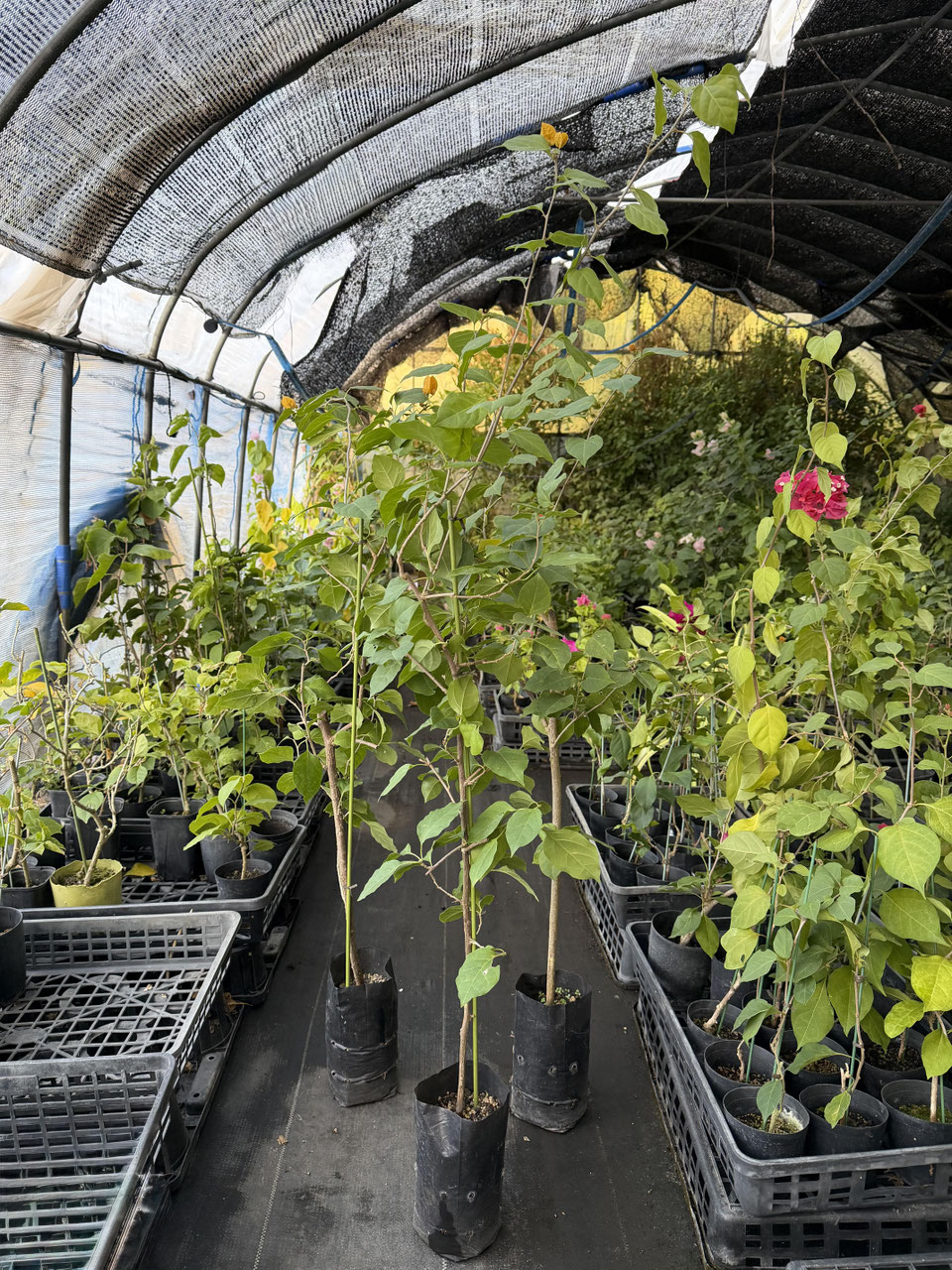 イエロー系品種のブーゲンビレア（ビリア） - nangokunomori.com