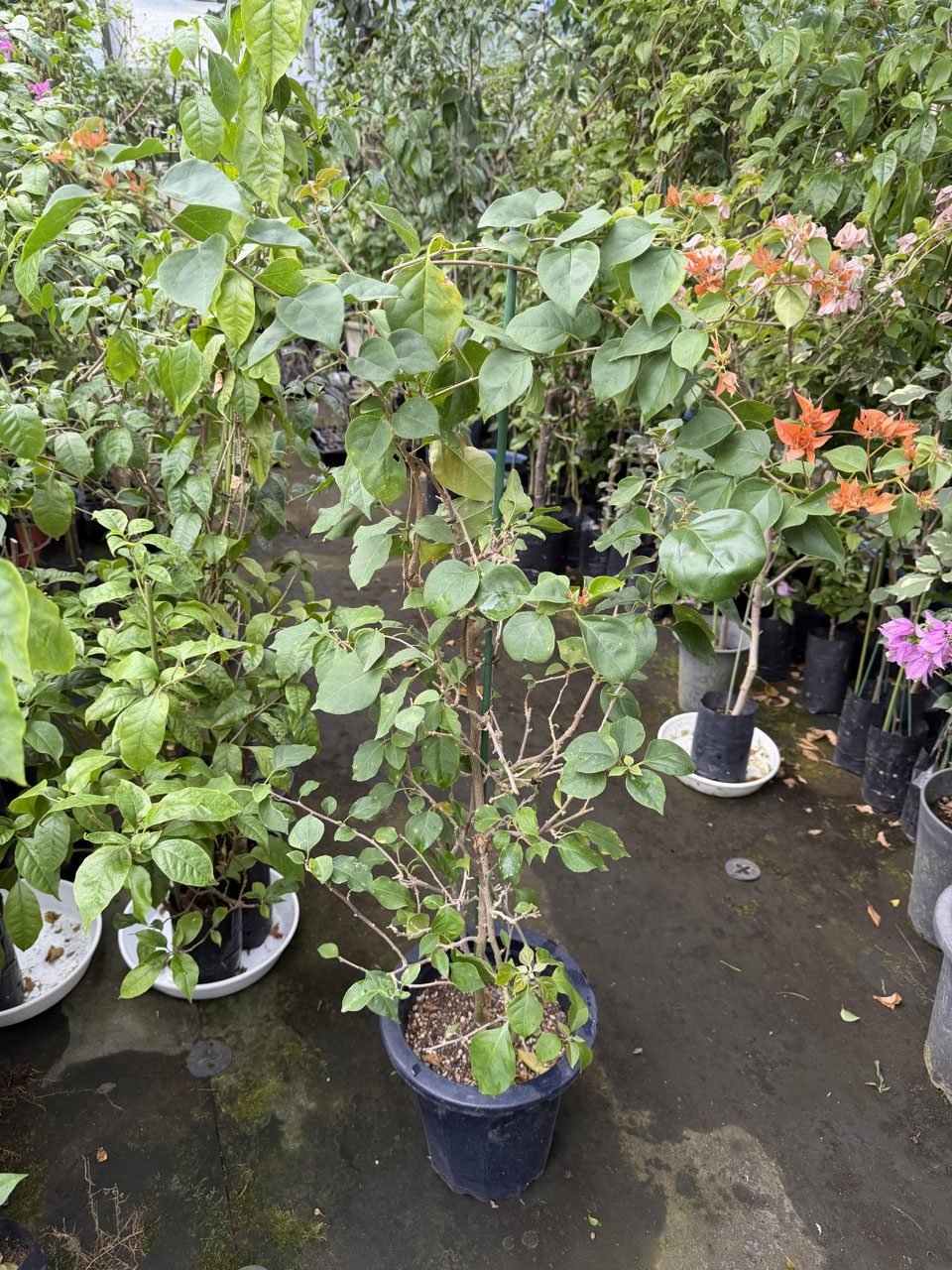 八重咲系品種のブーゲンビレア（ビリア） - nangokunomori.com