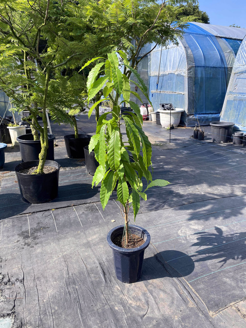 yellow star apple アビウ果実 - nangokunomori.com