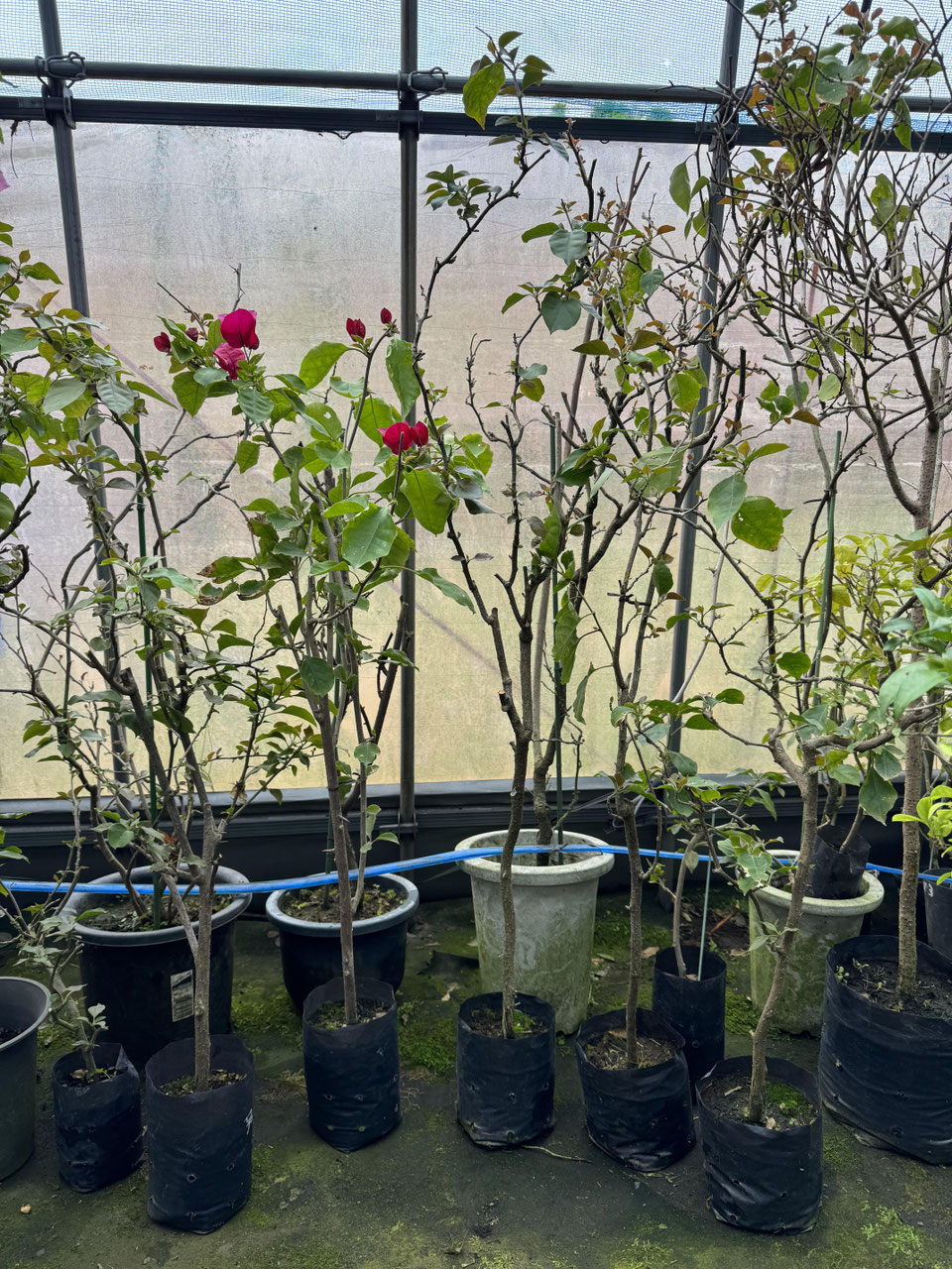 レッド系品種のブーゲンビレア（ビリア） - nangokunomori.com