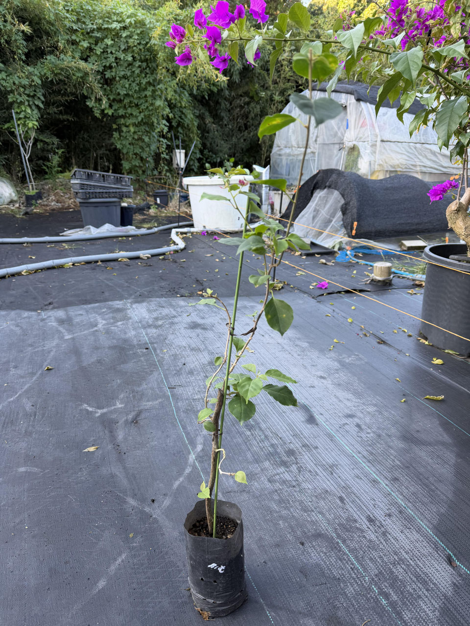 八重咲系品種のブーゲンビレア（ビリア） - nangokunomori.com