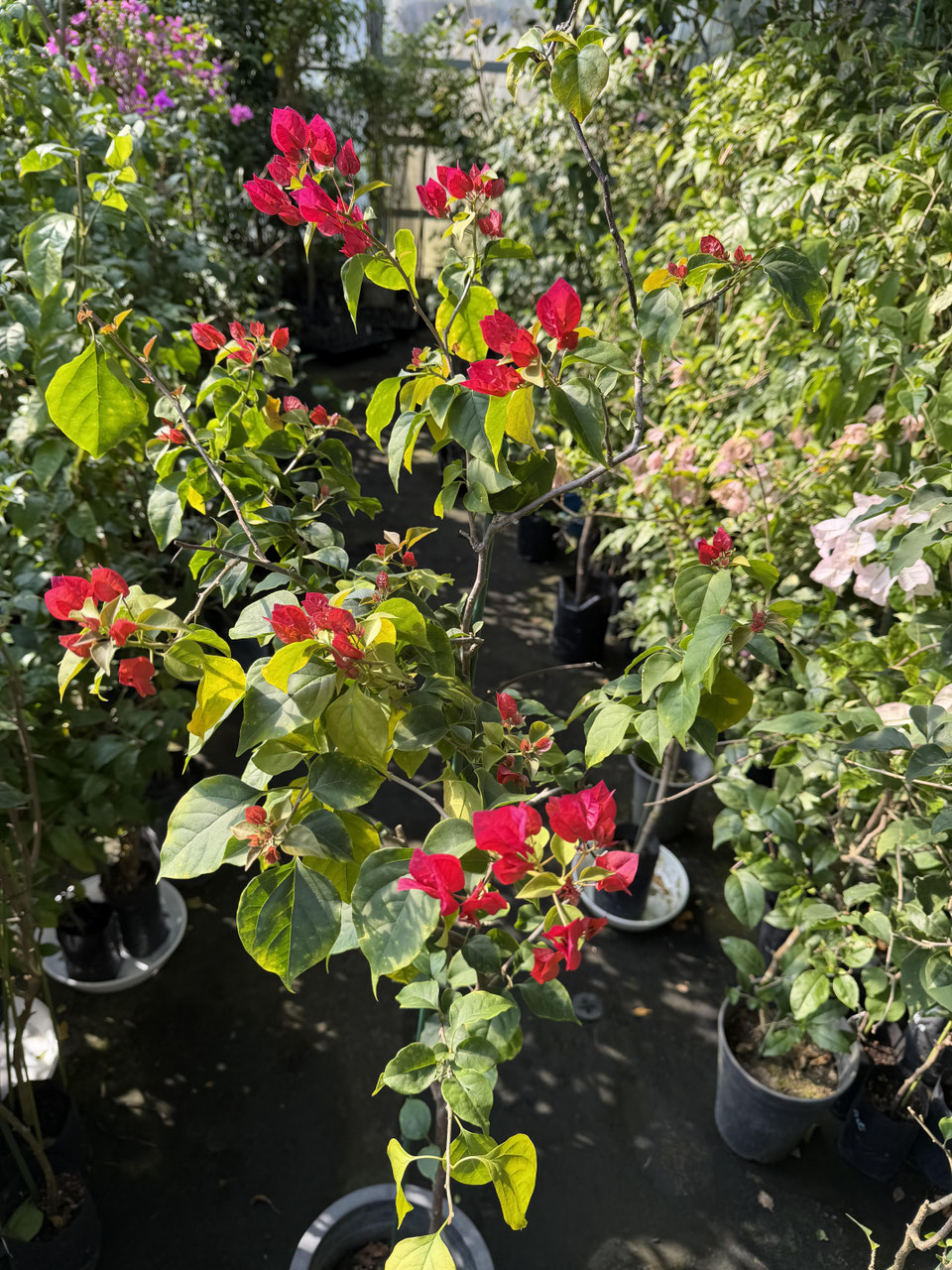 レッド系品種のブーゲンビレア（ビリア） - nangokunomori.com