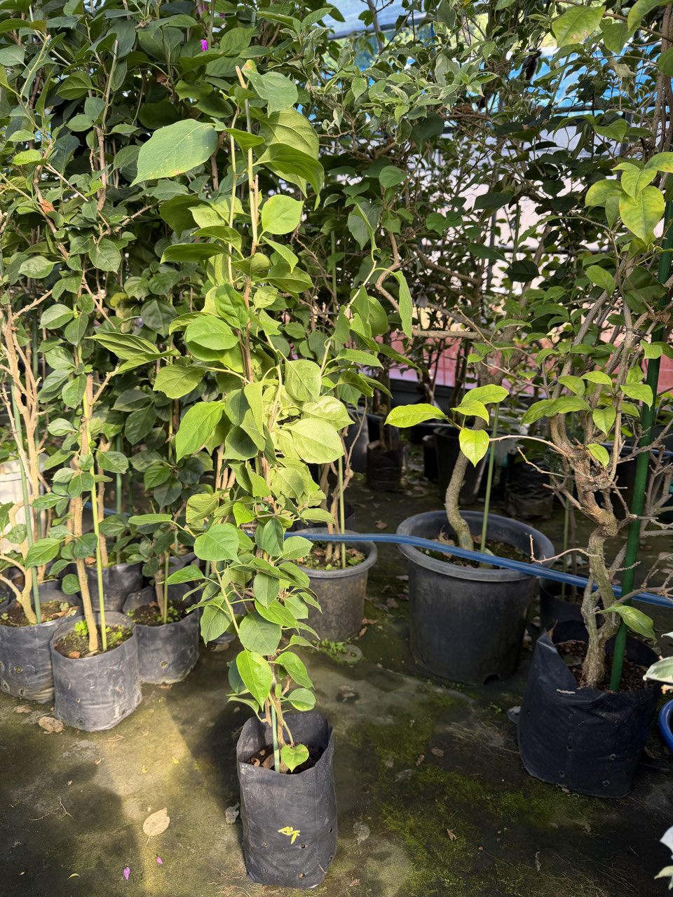 八重咲系品種のブーゲンビレア（ビリア） - nangokunomori.com