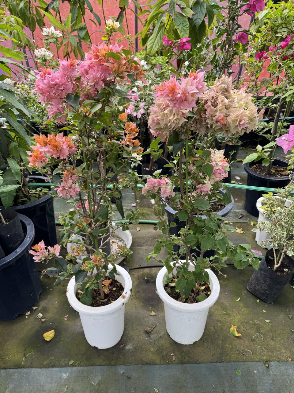 ブーゲンビリア　オレンジ斑入り 2025年最新】斑入りブーゲンビリア オレンジの人気アイテム