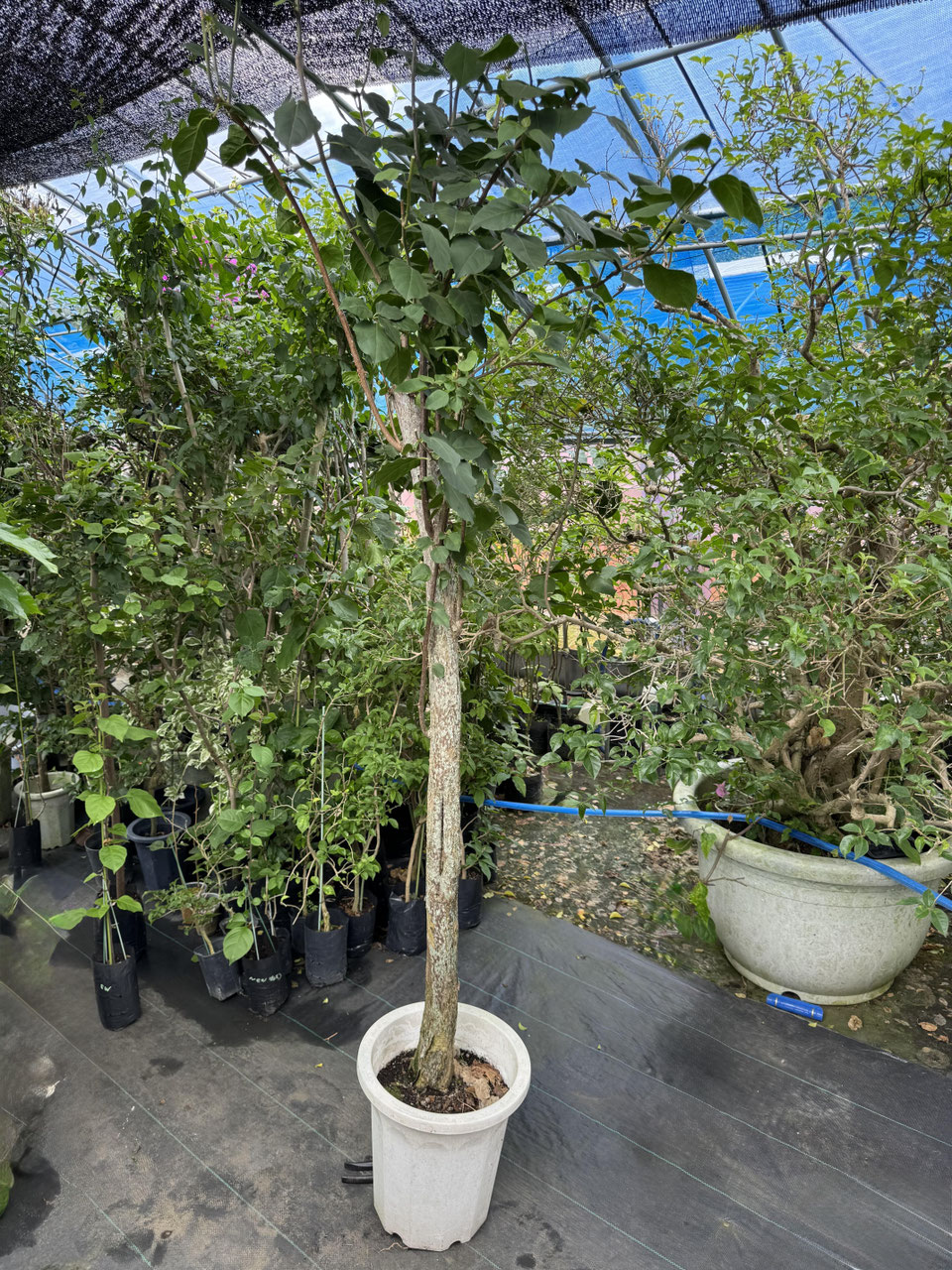 ブーゲンビリア② C73740F7BAFC40A18ECF413CA9F491