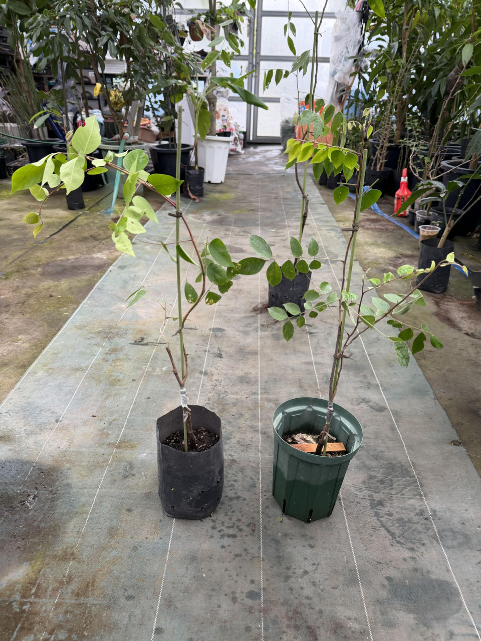 スターフルーツ - nangokunomori.com