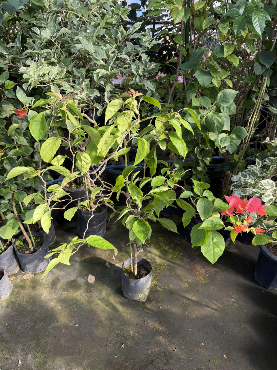 オレンジ系統品種のブーゲンビレア - nangokunomori.com