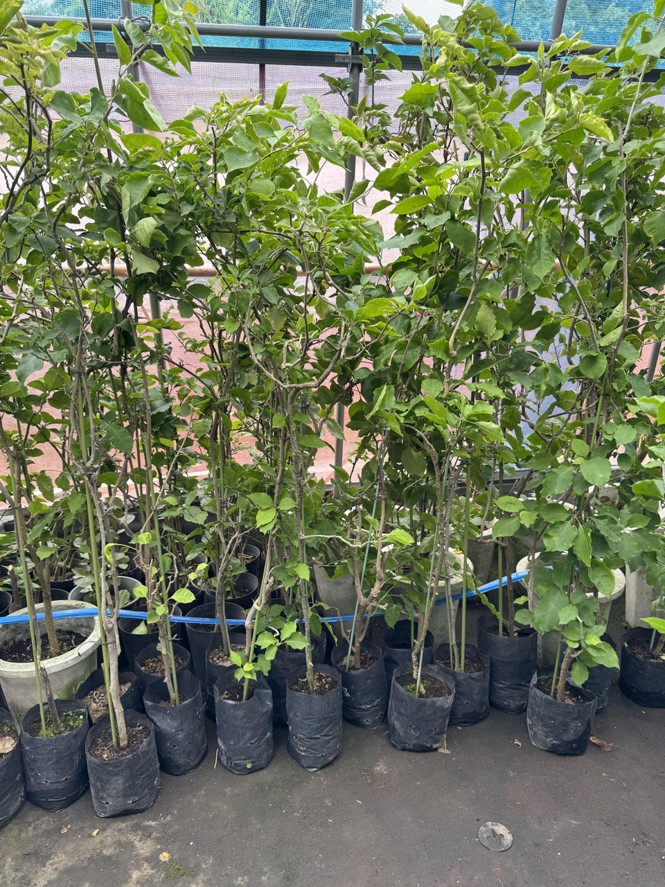 オレンジ系統品種のブーゲンビレア - nangokunomori.com