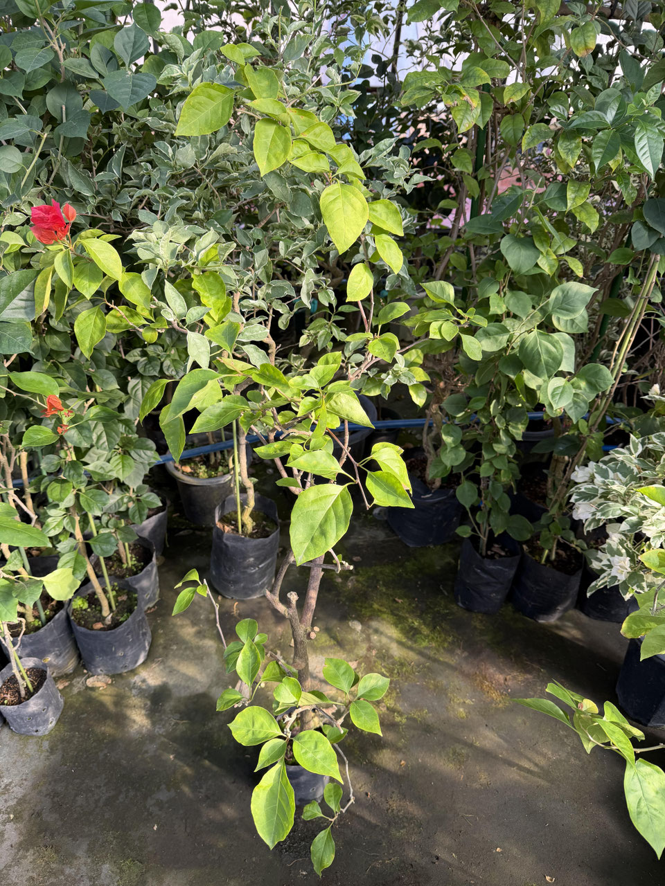 オレンジ系統品種のブーゲンビレア - nangokunomori.com