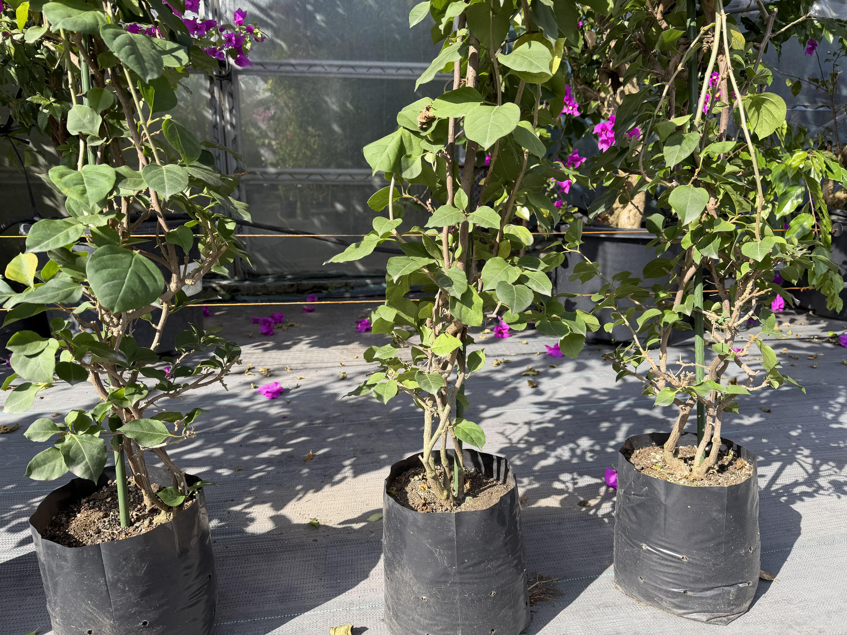 レッド系品種のブーゲンビレア（ビリア） - nangokunomori.com