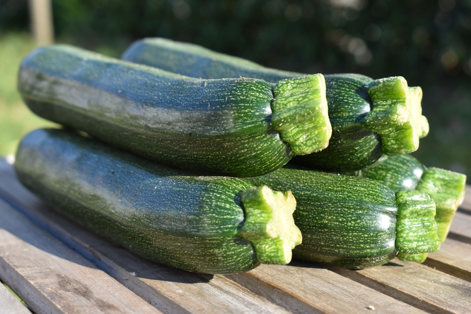 Zucchini (grün/bunt) - obst-gemuesebau-frueh