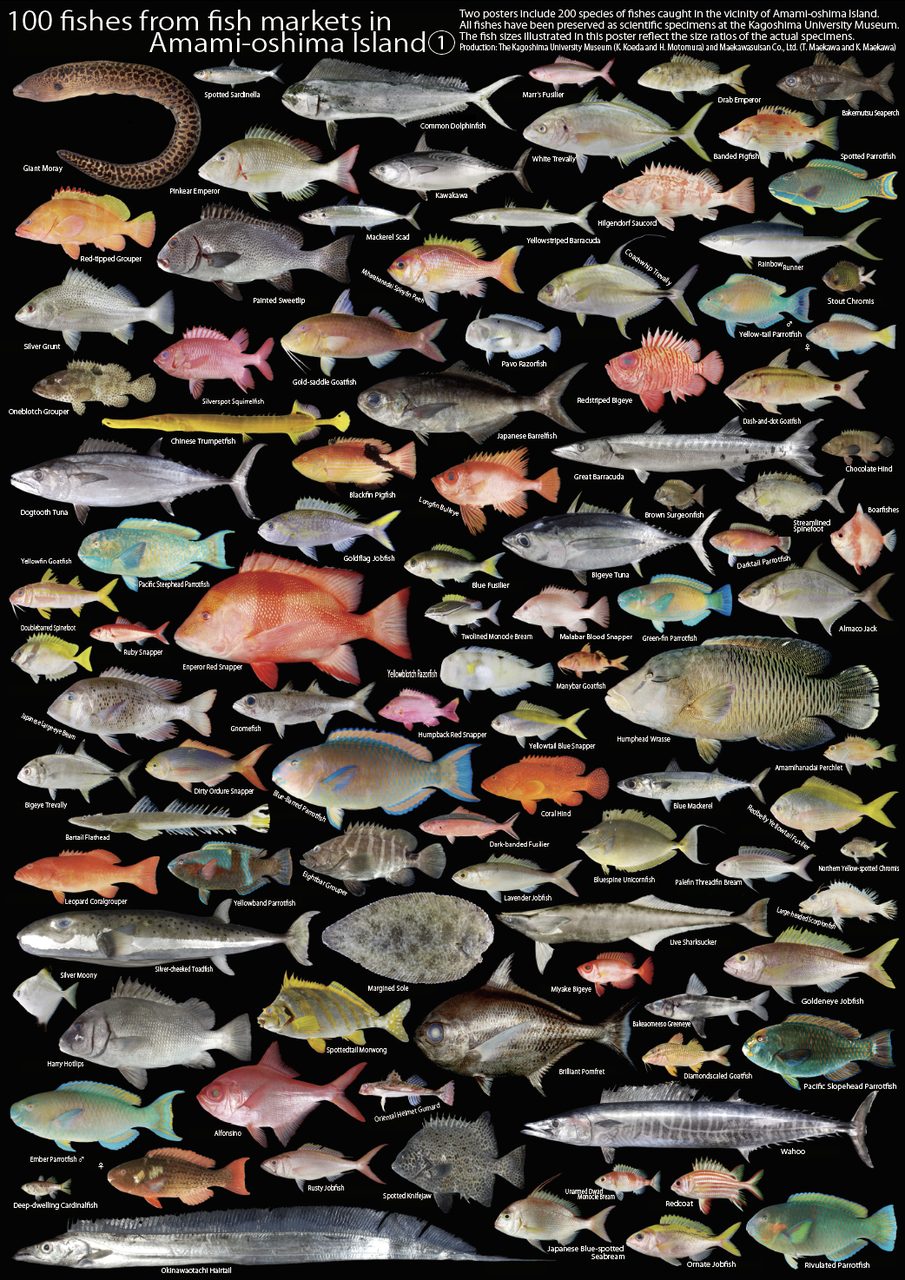 魚類ポスター・夜光貝(殻)【通常配送】 - 奄美近海産、伊勢海老・鮮魚