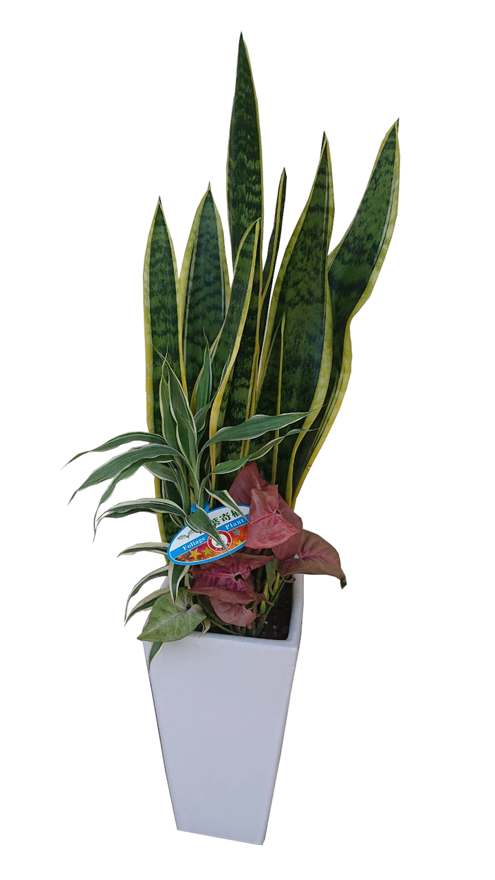 天然石鉢・舟石・寄せ植え込み鉢 【公式通販】