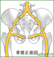 脊柱からの体重分散