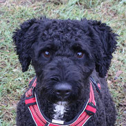 Spanischer Wasserhund bei Pechpfoten