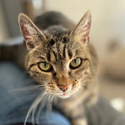 Katzendame sucht Zuhause