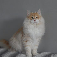 Chat des Forêts Norvégiennes - red silver mackerel tabby & blanc - chatterie des Glières