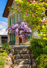 Glückwunschkarte A5, Geburtstagskarte A5, Blauregen, Glyzienen, Wildegg, Schloss Wildegg, Frühling, Glückwunschkarten Frühling