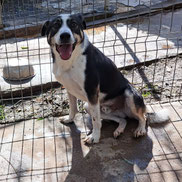 Welpe Armani - Rumänien