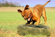 Hundehalterhaftpflicht, Tierhalter