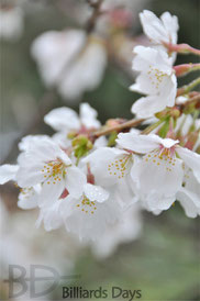 アダム社の敷地内の桜、見事でした