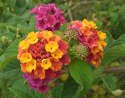 Lantana camara