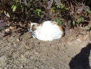 ＳＫ苑の地域猫