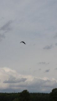 Storch schraubt sich in den Himmel mit Gleitflug