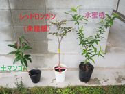 植物の写真　土マンゴー　レッドロンガンなど