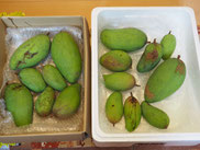 水蜜桃　ルビーロンガン