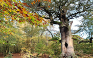 Urwald nähe Ferienwohnung Buchenzweig 