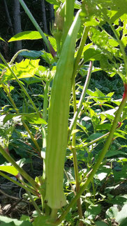 Picture of lady finger in the garden