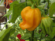 Habanero mit gelber Frucht. Foto Bio Gärtnerei Kirnstötter