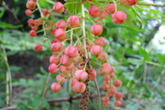 どくがある植物