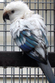 Blau   Aratinga soltitalis (Sonnensittich)