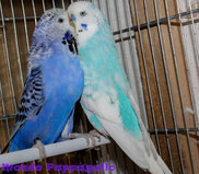 Coppia formata da maschio azzurro opale e femmina blu viola opale
