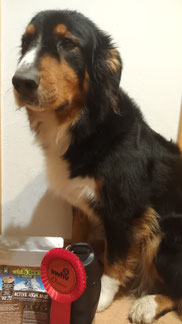 Schwarz-brauner Hund sitzt neben einem Beutel Wildbar-Hundefutter mit roter Auszeichnung und schwarzem Verschluss.