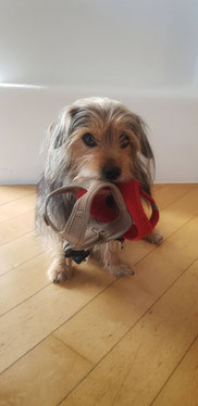 hundezergel, hundespielzeug, kauspielzeug, zergelmanufaktur tiertraining diamant, tiertraining diamant, onlineshop hundezubehör, shop hundezubehör, hunde spielzeug österreich, spielzeug für kleine hunde, hundespielzeug welpe, hundespielzeug salzburg, hund