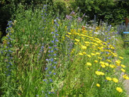 Bunte Staudenvielfalt im Naturgarten