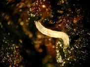 Larva de mosca esciárida